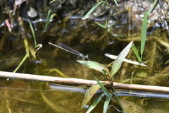 Pseudocopera ciliata