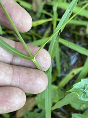 Physostegia pulchella