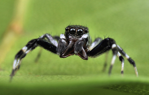 Phintella aequipes