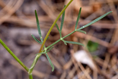 Cymopterus lemmonii