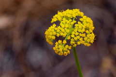 Cymopterus lemmonii