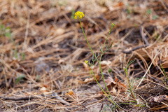 Cymopterus lemmonii