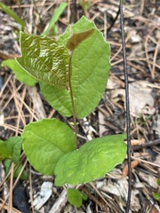 Fothergilla gardenii