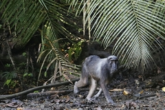 Macaca hecki