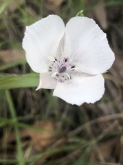 Calochortus umbellatus