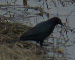 Euphagus