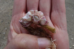 Notomegabalanus decorus