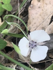 Calochortus umbellatus