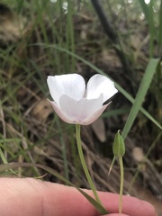 Calochortus umbellatus