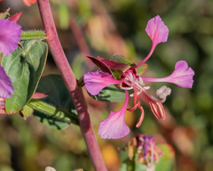 Clarkia unguiculata