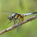 Oriental Blue Dasher - Photo (c) kamanman, some rights reserved (CC BY-NC), uploaded by kamanman