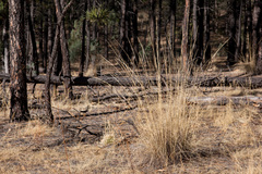 Muhlenbergia dubia