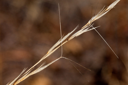 Arizona threeawn (Aristida arizonica)