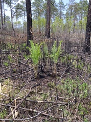 Cinnamon Fern (Osmundastrum cinnamomeum)