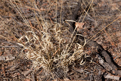 Aristida arizonica