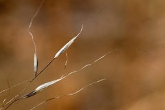Muhlenbergia montana