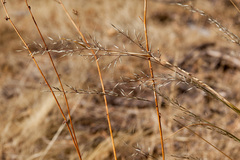 Muhlenbergia montana