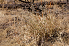 Muhlenbergia montana