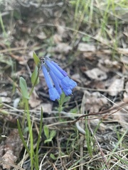 Mertensia longiflora