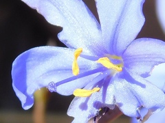 Aristea dichotoma