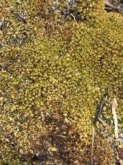 Dicranum condensatum