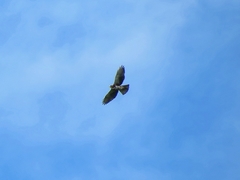 Buteo albigula