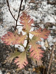 Quercus laevis