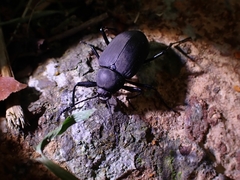 Plesiophthalmus formosanus