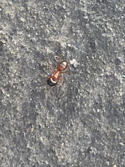 Camponotus vicinus