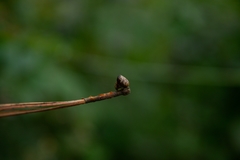Mastophora
