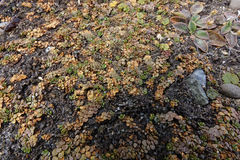 Epilobium komarovianum