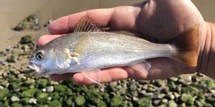 Genyonemus lineatus