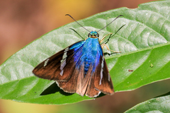 Telegonus azul