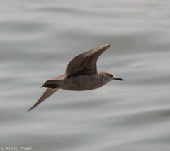 Leucophaeus modestus