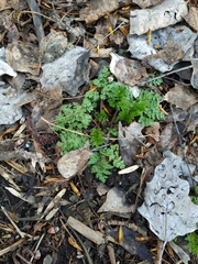 Anthriscus sylvestris