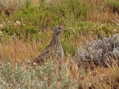 Thinocorus orbignyianus