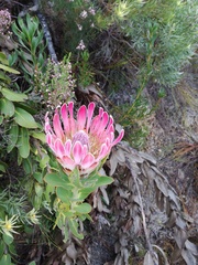 Protea compacta