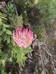 Protea compacta