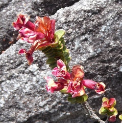 Sonderothamnus petraeus