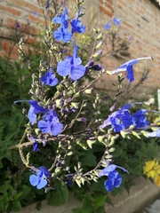 Salvia sagittata