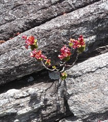 Sonderothamnus petraeus