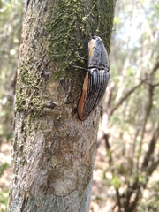 Chalcolepidius rugatus