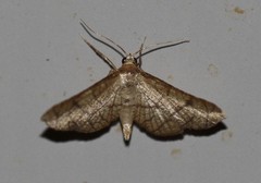 Hypolamprus ypsilon
