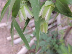 Passiflora tucumanensis