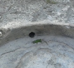 Sceloporus hondurensis