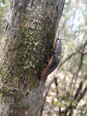 Chalcolepidius rugatus