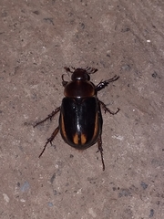 Ancognatha ustulata