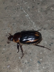 Ancognatha ustulata