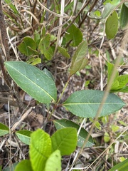 Viburnum nitidum