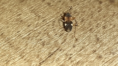Rhyparochromidae